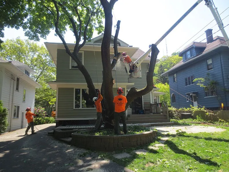 group of workers cutting a tree in front of a home. three of them are on the ground, one is in a crane with a chainsaw cutting